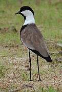 Spur-winged Lapwing