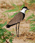 Spur-winged Lapwing