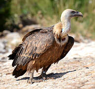 Griffon Vulture