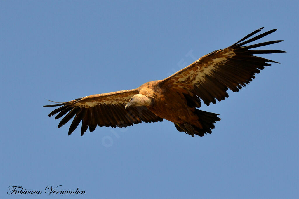 Vautour fauve