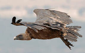 Griffon Vulture