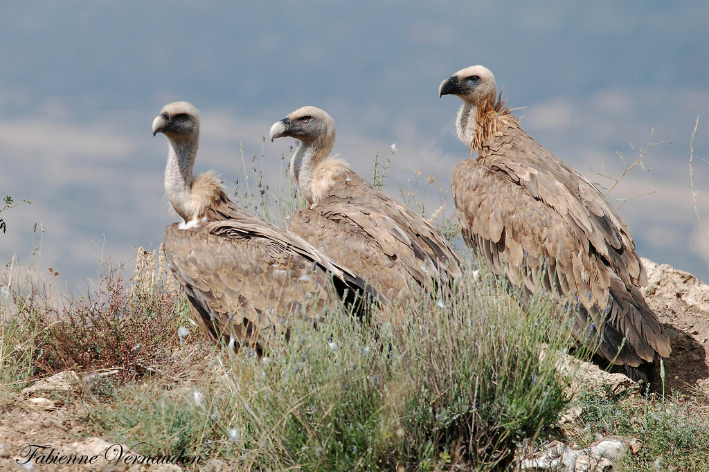 Griffon Vulture