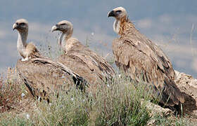 Griffon Vulture