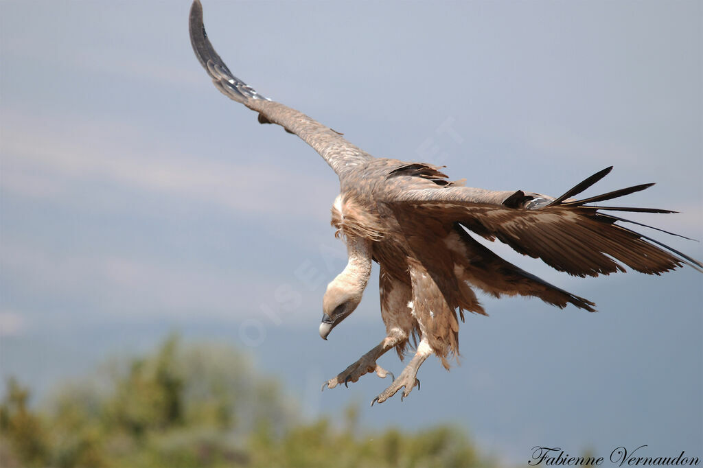 Griffon Vulture