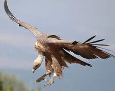 Griffon Vulture