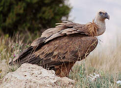 Griffon Vulture