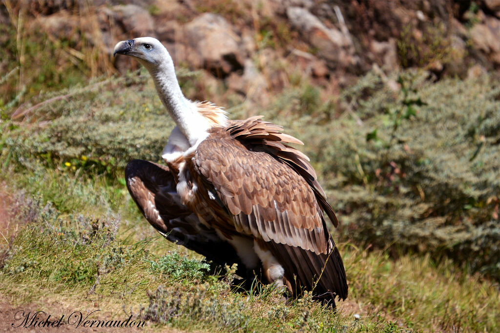 Griffon Vultureadult, identification