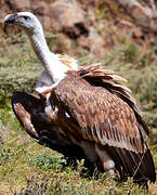 Griffon Vulture