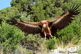 Griffon Vulture