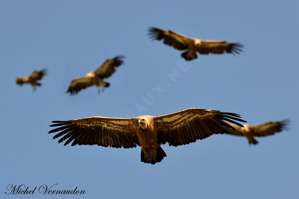 Vautour fauve