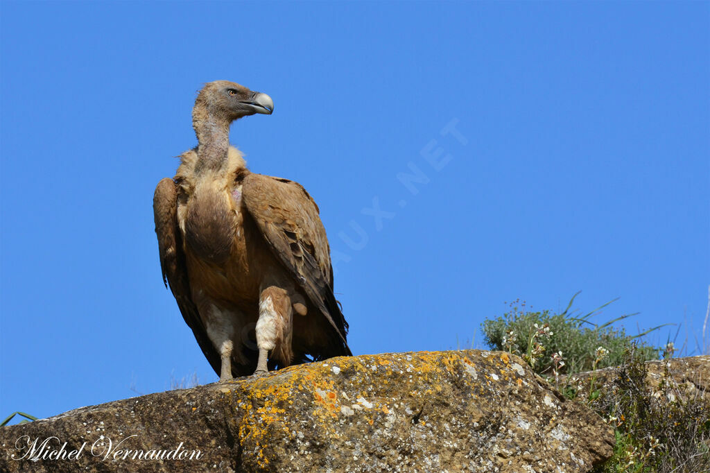 Griffon Vulture