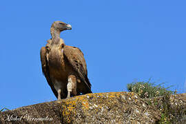 Griffon Vulture