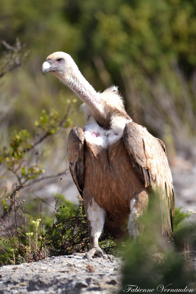 Griffon Vulture