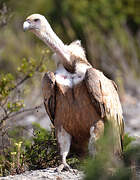 Griffon Vulture