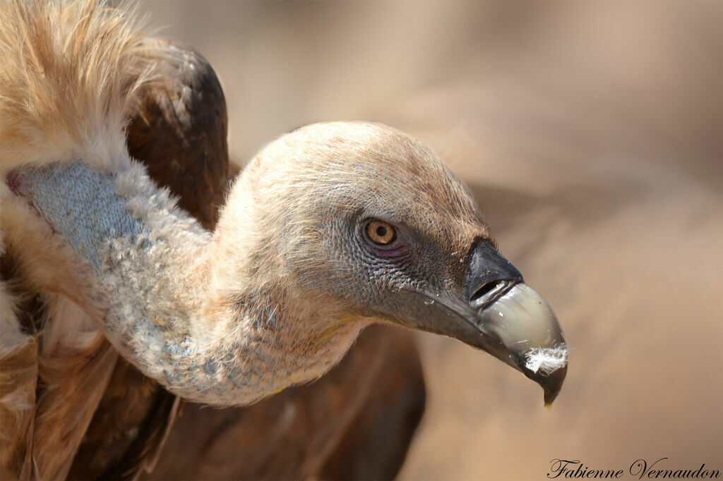 Griffon Vulture