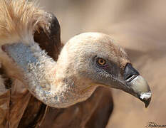 Griffon Vulture