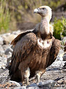 Griffon Vulture