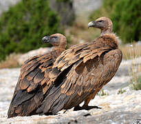 Griffon Vulture