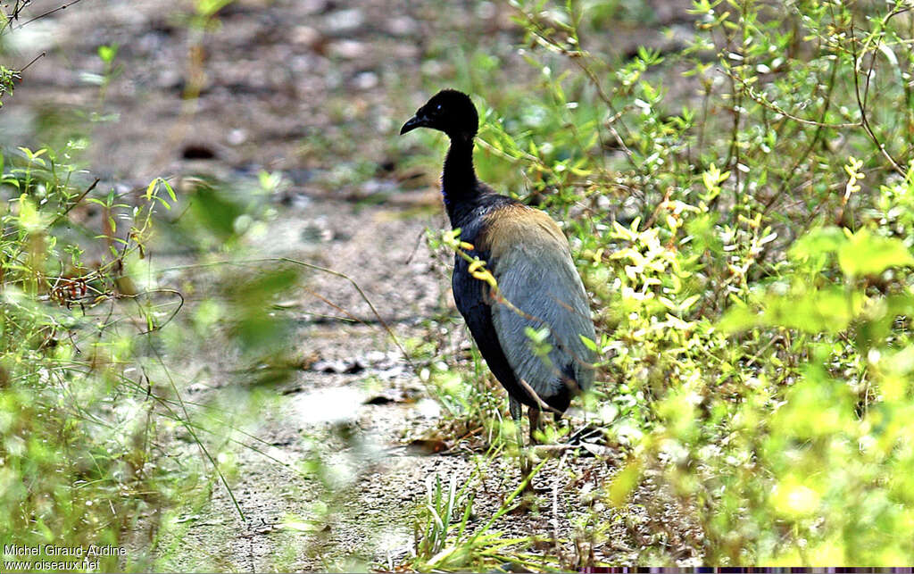 Agami trompetteadulte, identification