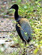 Grey-winged Trumpeter