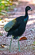 Grey-winged Trumpeter