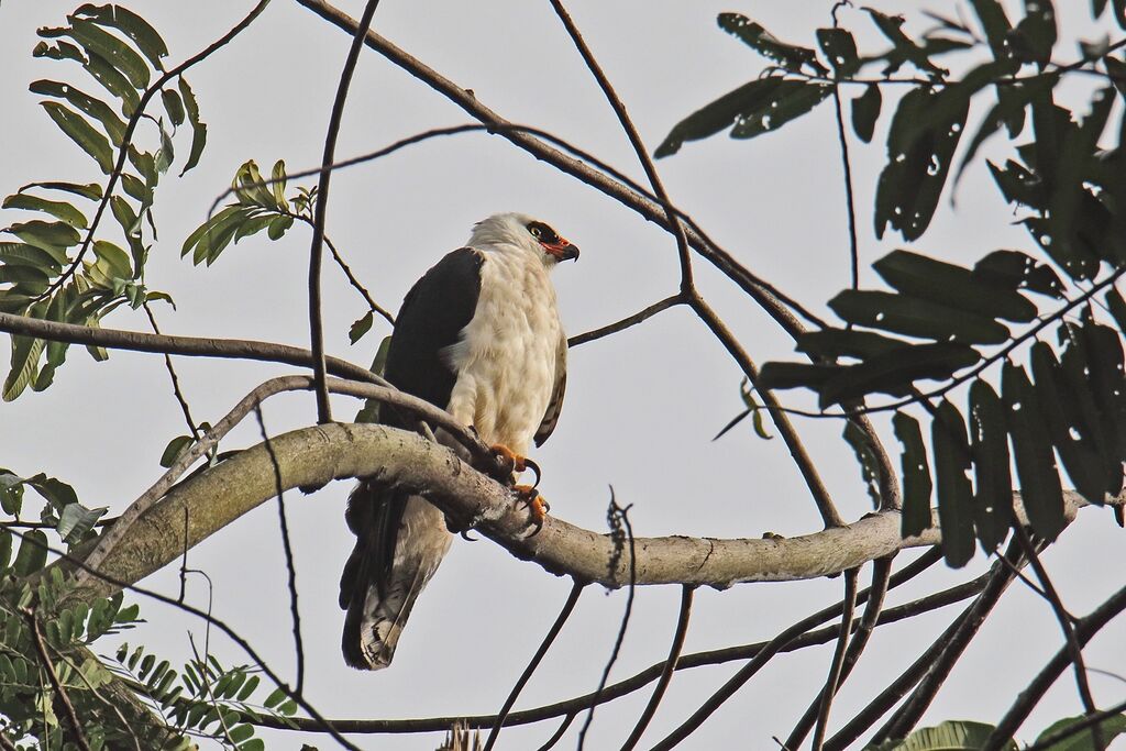 Black-and-white Hawk-Eagleadult