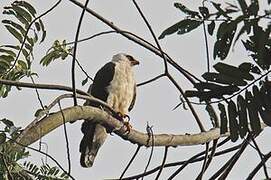 Black-and-white Hawk-Eagle