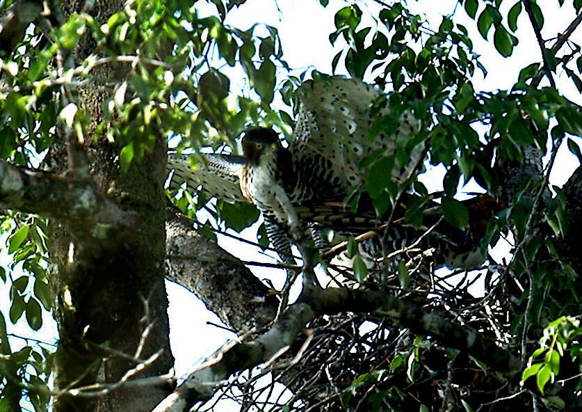 Ornate Hawk-Eagle