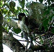 Ornate Hawk-Eagle