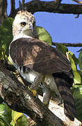 Ornate Hawk-Eagle