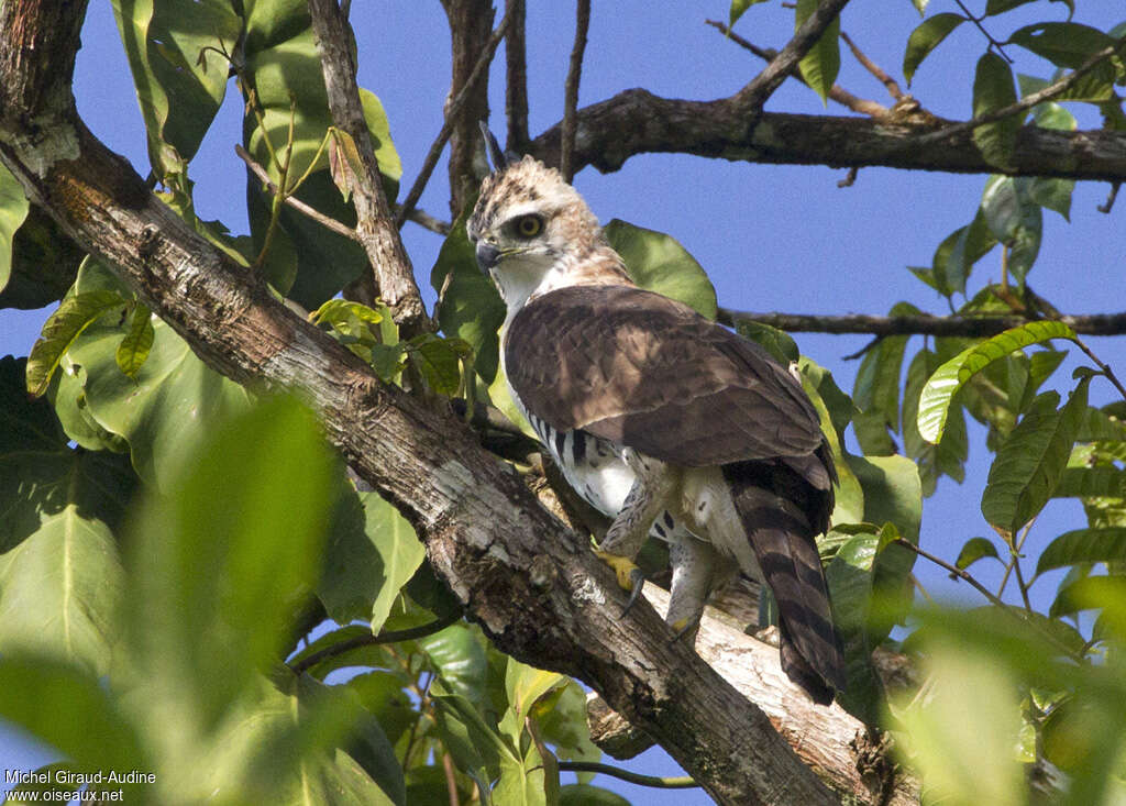 Aigle ornéimmature, identification