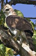 Ornate Hawk-Eagle