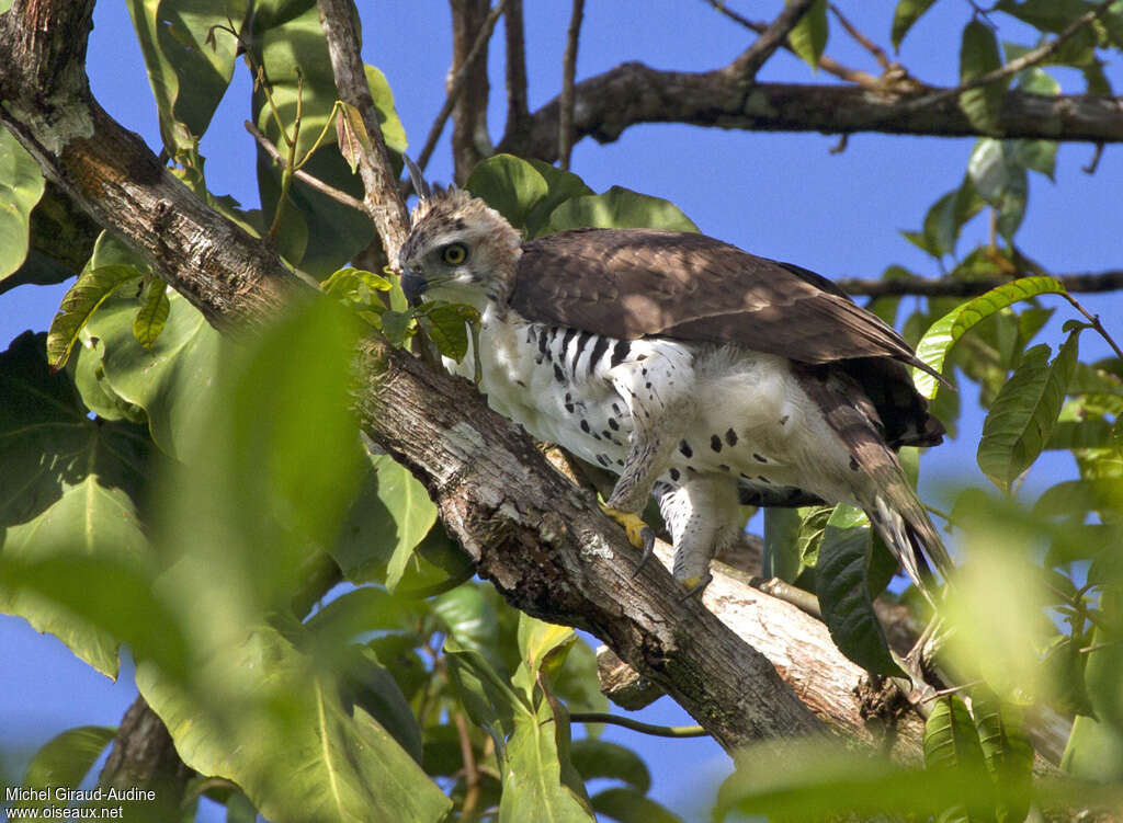 Aigle orné2ème année, identification