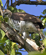 Ornate Hawk-Eagle