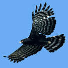 Aigle tyran