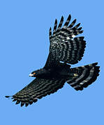 Black Hawk-Eagle