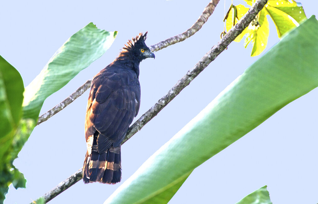 Black Hawk-Eagle