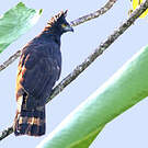 Aigle tyran