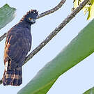 Aigle tyran