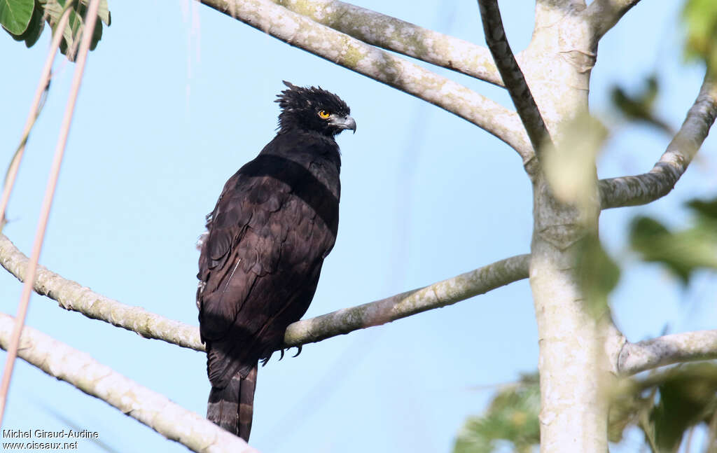 Black Hawk-Eagleadult, pigmentation