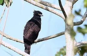 Black Hawk-Eagle