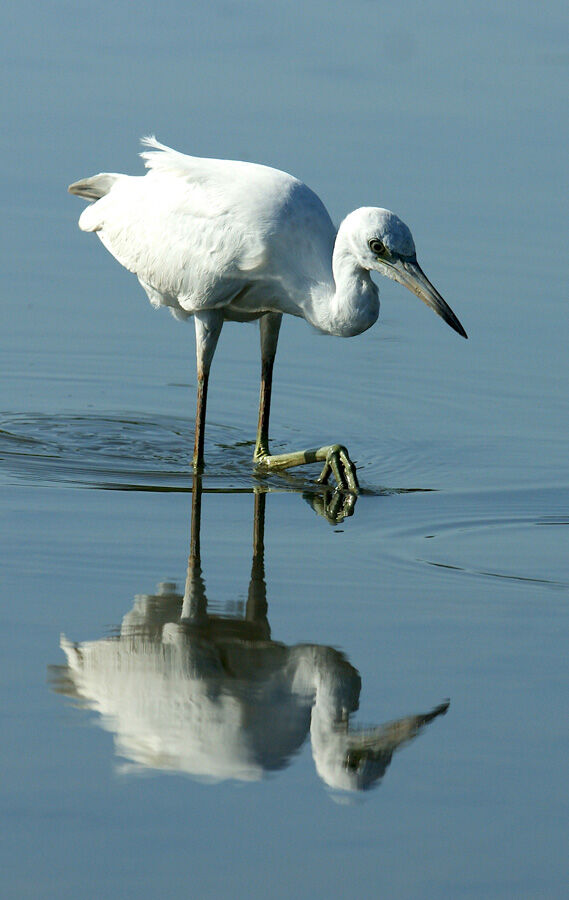 Aigrette bleue, identification