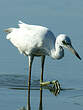 Aigrette bleue