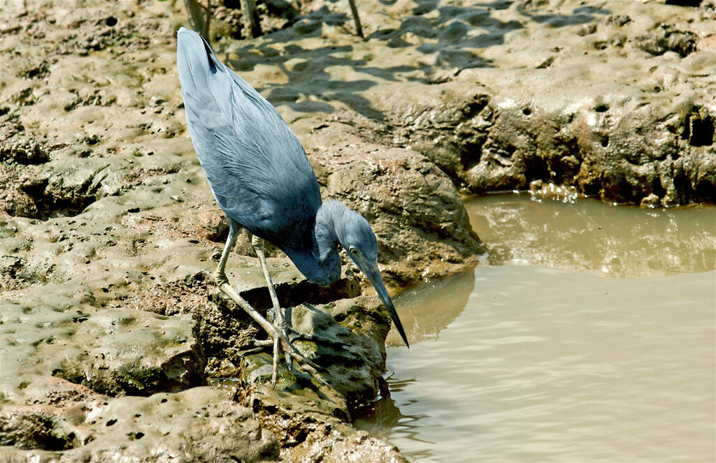 Aigrette bleue