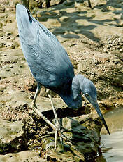 Aigrette bleue