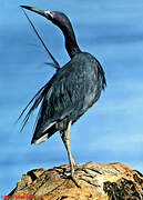 Aigrette bleue