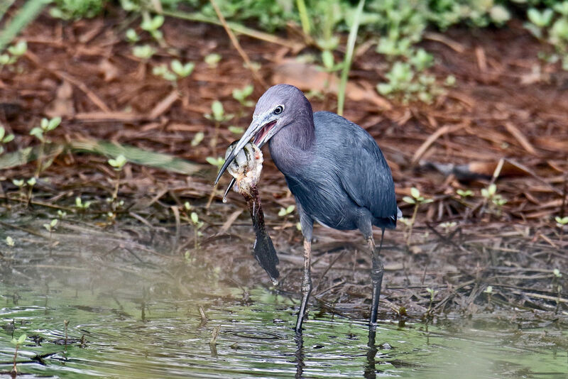 Little Blue Heron, eats
