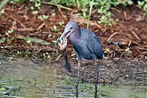 Aigrette bleue