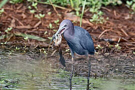 Little Blue Heron