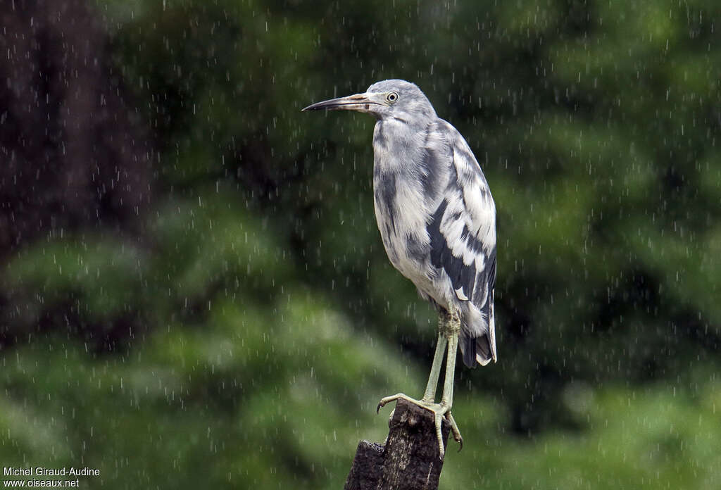 Aigrette bleuejuvénile